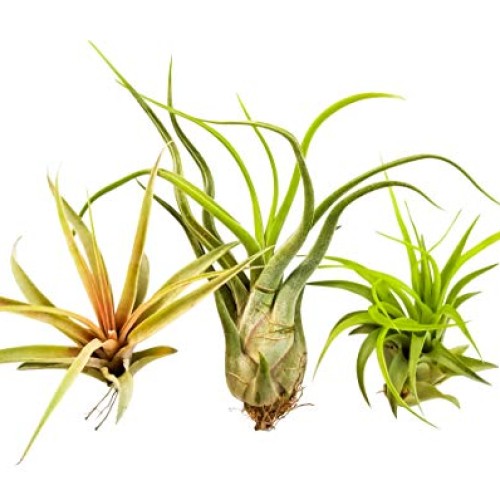 Bliss Gardens 3 Extra Large Air Plants Tillandsia Assorted Variety...