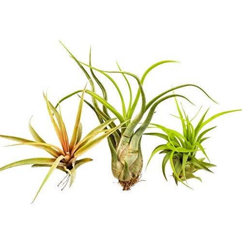 Bliss Gardens 3 Extra Large Air Plants Tillandsia Assorted Variety...