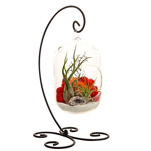 Bliss Gardens Air Plant Terrarium Kit With 8 Oval Glass/Geode Cry...