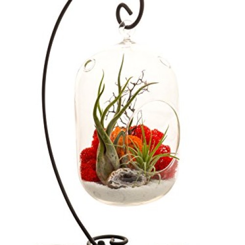 Bliss Gardens Air Plant Terrarium Kit With 8 Oval Glass/Geode Cry...
