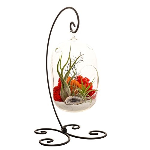 Bliss Gardens Air Plant Terrarium Kit With 8 Oval Glass/Geode Cry...