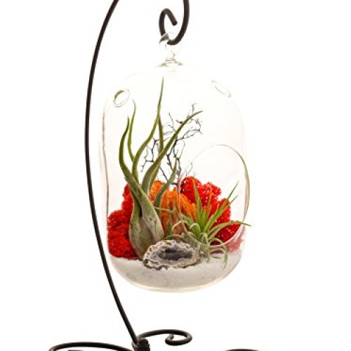 Bliss Gardens Air Plant Terrarium Kit With 8 Oval Glass/Geode Cry...