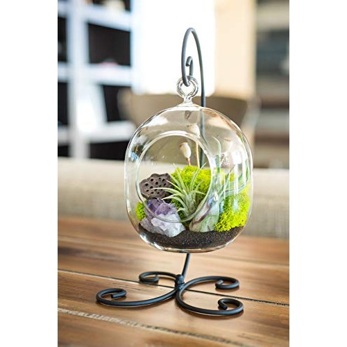 Bliss Gardens Air Plant Terrarium Kit with Amethyst - 6 Oval Glas...