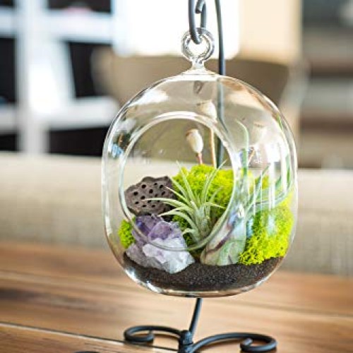 Bliss Gardens Air Plant Terrarium Kit with Amethyst - 6 Oval Glas...