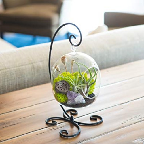 Bliss Gardens Air Plant Terrarium Kit with Amethyst - 6 Oval Glas...