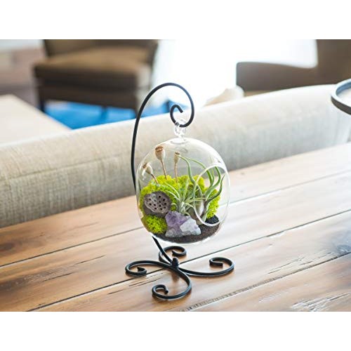 Bliss Gardens Air Plant Terrarium Kit with Amethyst - 6 Oval Glas...