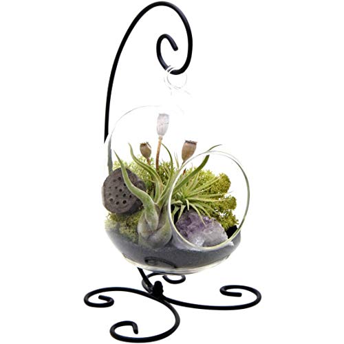 Bliss Gardens Air Plant Terrarium Kit with Amethyst - 6 Oval Glas...