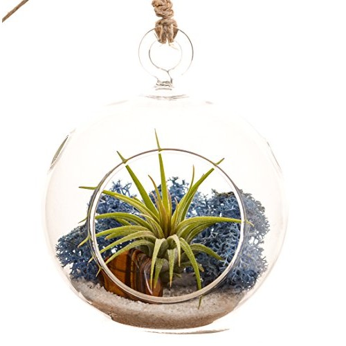 Bliss Gardens Mini Air Plant Terrarium Kit with 3 Round Glass/Blu...