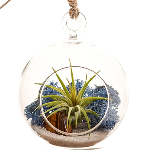 Bliss Gardens Mini Air Plant Terrarium Kit with 3 Round Glass/Blu...