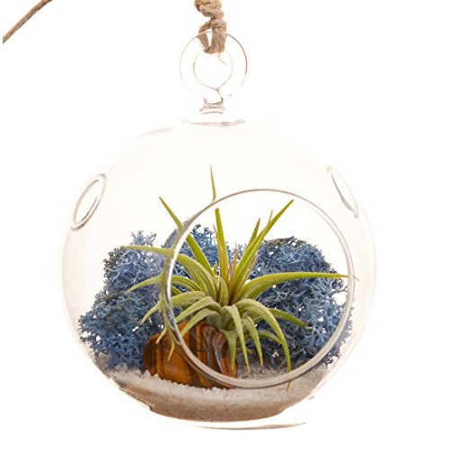 Bliss Gardens Mini Air Plant Terrarium Kit with 3 Round Glass/Blu...