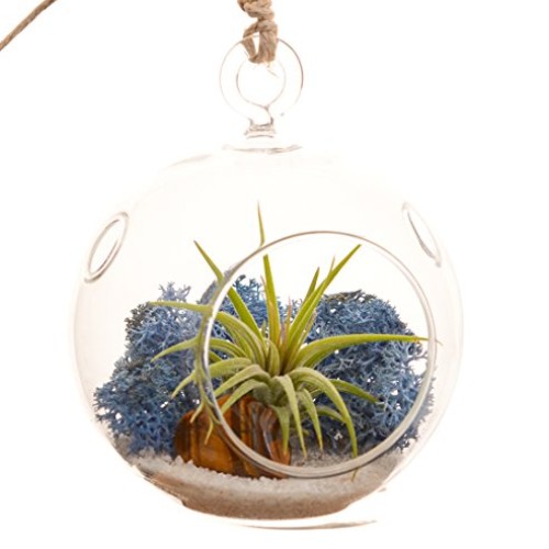 Bliss Gardens Mini Air Plant Terrarium Kit with 3 Round Glass/Blu...