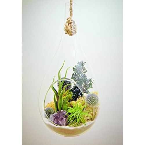 Bliss Gardens Teardrop Air Plant Terrarium with Purple Amethyst, J...