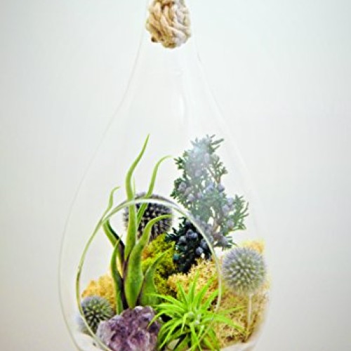 Bliss Gardens Teardrop Air Plant Terrarium with Purple Amethyst, J...