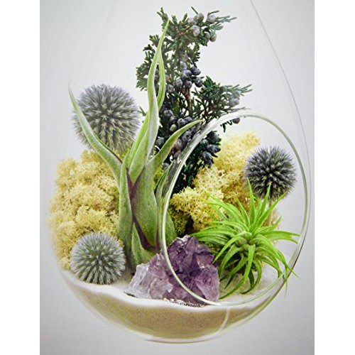 Bliss Gardens Teardrop Air Plant Terrarium with Purple Amethyst, J...