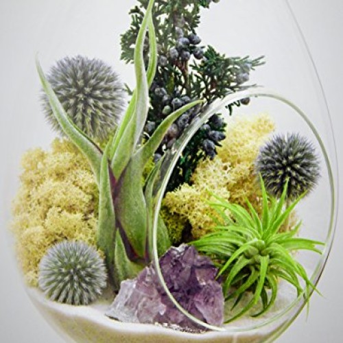 Bliss Gardens Teardrop Air Plant Terrarium with Purple Amethyst, J...