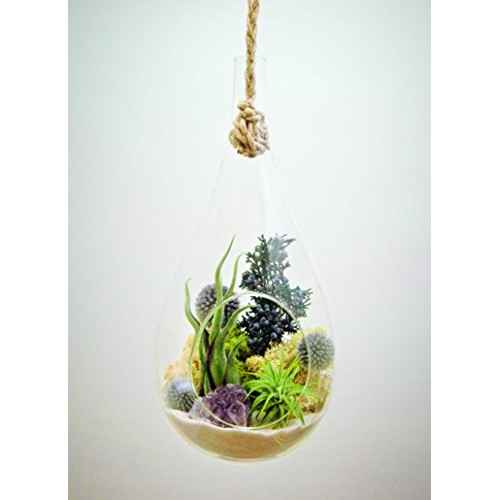 Bliss Gardens Teardrop Air Plant Terrarium with Purple Amethyst, J...