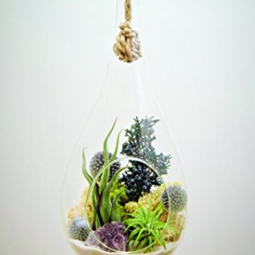Bliss Gardens Teardrop Air Plant Terrarium with Purple Amethyst, J...