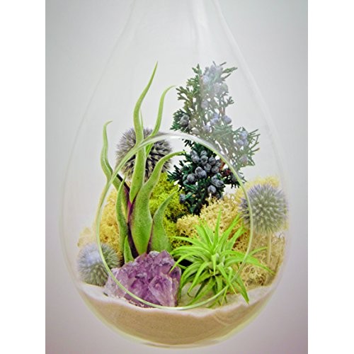 Bliss Gardens Teardrop Air Plant Terrarium with Purple Amethyst, J...