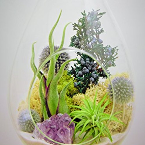 Bliss Gardens Teardrop Air Plant Terrarium with Purple Amethyst, J...
