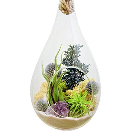 Bliss Gardens Teardrop Air Plant Terrarium with Purple Amethyst, J...