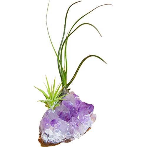 Purple Amethyst Crystal Quartz with 2 Air Plants Tillandsia/Healin...