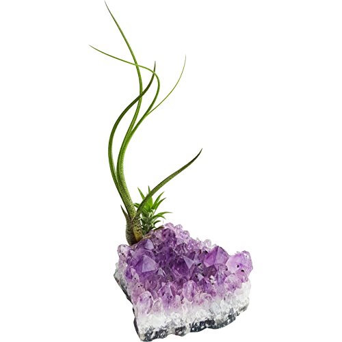 Purple Amethyst Crystal Quartz with 2 Air Plants Tillandsia/Healin...