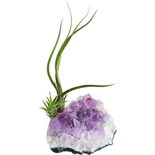 Purple Amethyst Crystal Quartz with 2 Air Plants Tillandsia/Healin...
