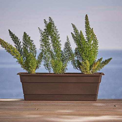 Bloem DCBT24-45 Series Saturn Planter with Saucer, 12, Chocolate ...