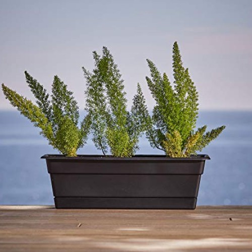 Bloem Dura Cotta Window Box Planter w/Tray, 18, Chocolate DCBT18...