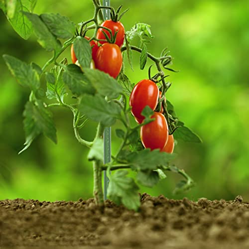 Bloomarea 5 FT Garden Stakes 60 Inch Plant Stakes, Tomato Stakes, ...