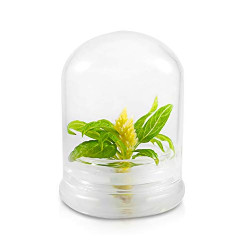 BLOOMIFY Celosia Flower Terrarium, Zero Care, Cockscomb, 4 Jar