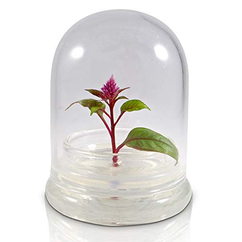 BLOOMIFY Celosia Flower Terrarium, Zero Care, Cockscomb, 4 Jar