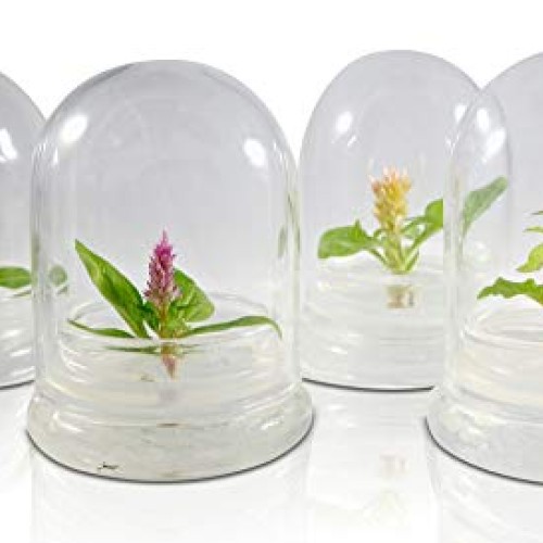 BLOOMIFY Celosia Flower Terrarium, Zero Care, Cockscomb, 4 Jar