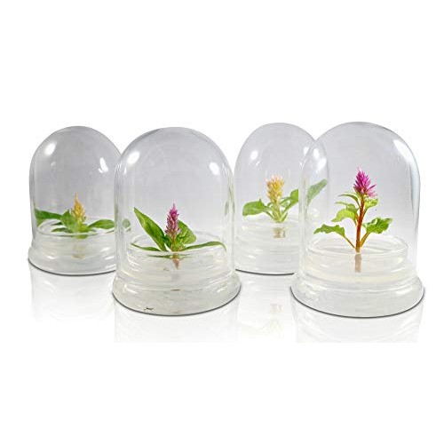 BLOOMIFY Celosia Flower Terrarium, Zero Care, Cockscomb, 4 Jar