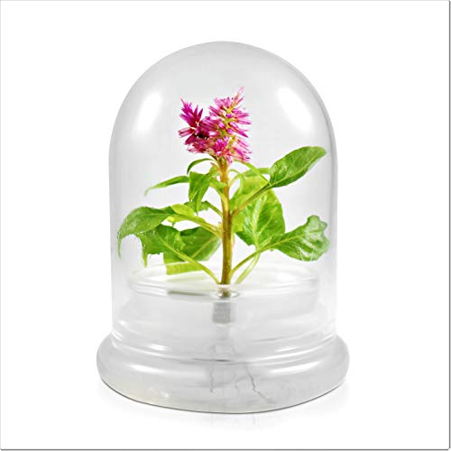 BLOOMIFY Celosia Flower Terrarium, Zero Care, Cockscomb, 4 Jar