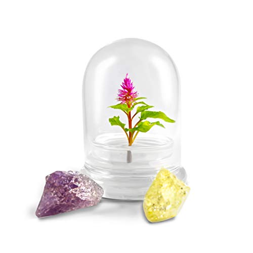 BLOOMIFY Celosia Flower Terrarium, Zero Care, Cockscomb, 4 Jar