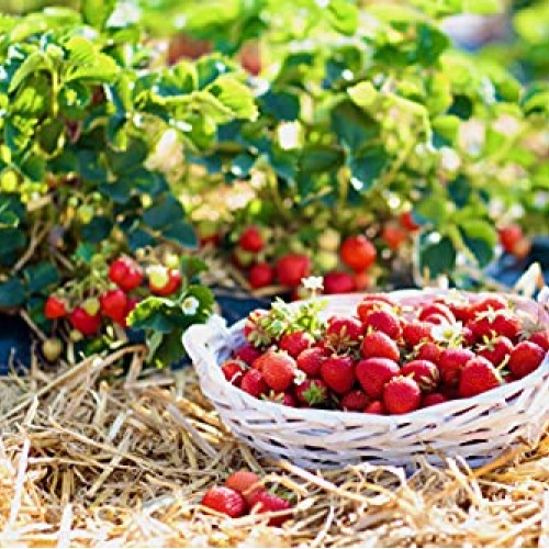 Blue Mountain Hay 100% Organic Garden Straw Mulch 10 lb. for Rai...