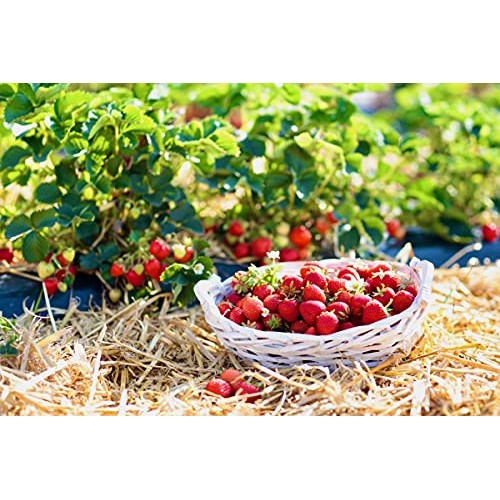 Blue Mountain Hay 100% Organic Garden Straw Mulch 10 lb. for Rai...