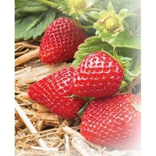 Blue Mountain Hay 100% Organic Garden Straw Mulch 10 lb. for Rai...