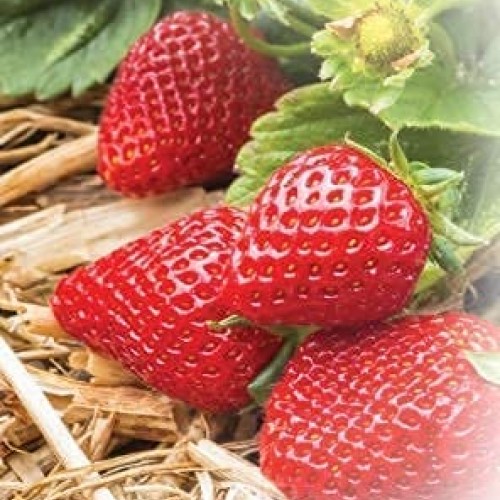 Blue Mountain Hay 100% Organic Garden Straw Mulch 10 lb. for Rai...
