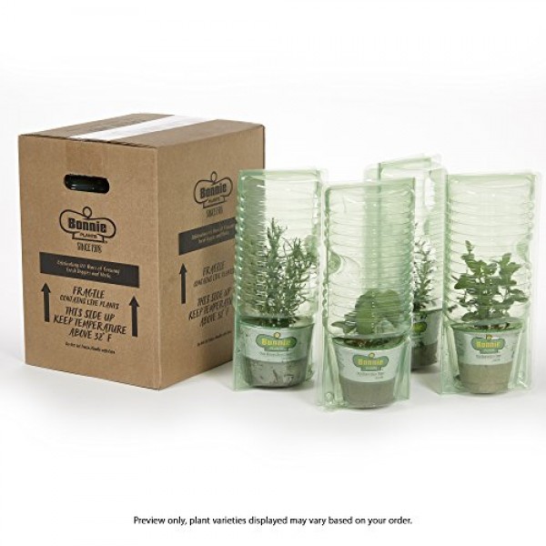 Bonnie Plants Pet Grass Live Edible Plant - 4 Pack, Pet Friendly, ...