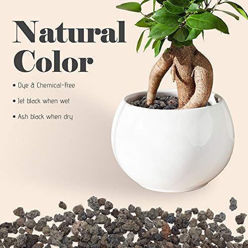 Bonsai Jack - Black 1/4 inch Horticultural Lava Rock Soil Additive...