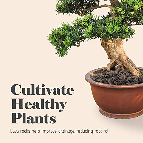 Bonsai Jack - Black 1/4 inch Horticultural Lava Rock Soil Additive...