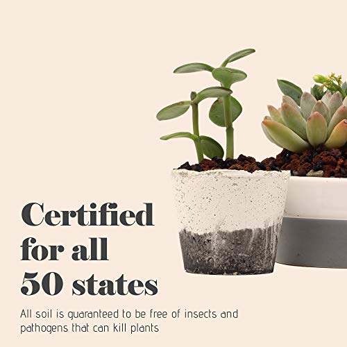 Bonsai Jack - Red/Maroon 1/4 inch Horticultural Lava Rock Soil Add...