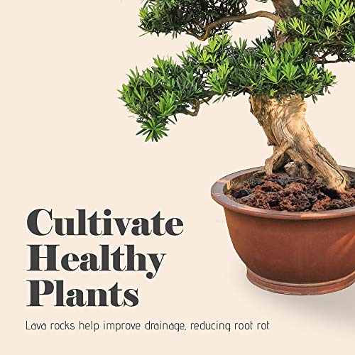 Bonsai Jack - Red/Maroon 1/4 inch Horticultural Lava Rock Soil Add...