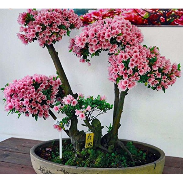 10 Japanese Flowering Cherry Blossom Bonsai Seeds,Exotic Rare Saku...