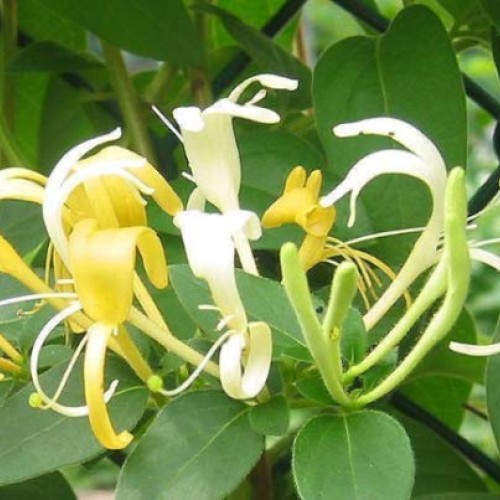 4 Live Plants Halls Honeysuckle Vines White Yellow Flowers Japanes...