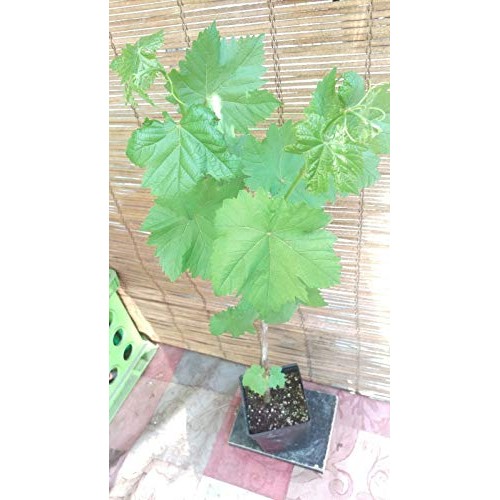 Thompson Seedless Grape Vine Live Plant Hgar168