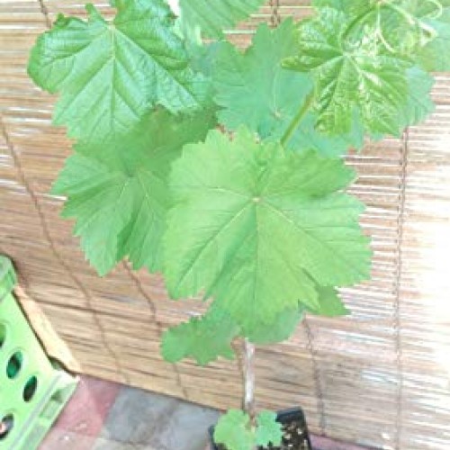 Thompson Seedless Grape Vine Live Plant Hgar168