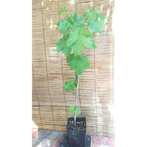Thompson Seedless Grape Vine Live Plant Hgar168